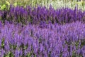 A lawn with a flowering sage