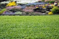 Lawn with flowers Royalty Free Stock Photo