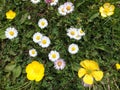 Lawn Flowers
