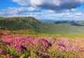 A lawn with flowers of pink rhododendron. Mountain landscape with beautiful sky and clouds. A nice summer day. Carpathian mountain Royalty Free Stock Photo