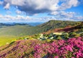 A lawn with flowers of pink rhododendron. Mountain landscape with beautiful sky and clouds. A nice summer day. Location Carpathian Royalty Free Stock Photo