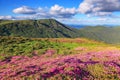 A lawn with flowers of pink rhododendron. Mountain landscape with beautiful sky and clouds. A nice summer day. Carpathian mountain Royalty Free Stock Photo