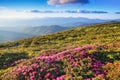 A lawn with flowers of pink rhododendron. Mountain landscape with beautiful sky and clouds. A nice summer day. Carpathian mountain Royalty Free Stock Photo