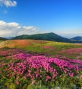 A lawn with flowers of pink rhododendron. Mountain landscape with beautiful sky and clouds. A nice summer day. Location Carpathian Royalty Free Stock Photo