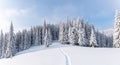 Lawn and forest. On a frosty beautiful day among high mountain are trees covered with white snow.