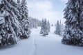 Lawn and forest. Winter landscape. High mountain. Trees covered with white snow. Snowy background. Nature scenery Royalty Free Stock Photo