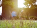 The lawn in front of the playground In the near sunset Make the color light orange It makes the weather not hot, suitable for Royalty Free Stock Photo