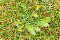 Lawn with frozen dandelion and ice coating. Lawn texture with brittle frozen water drops. Green yellow grass with icing. Royalty Free Stock Photo