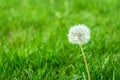 Lawn and garden weeds Royalty Free Stock Photo