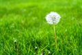 Lawn and garden weeds Royalty Free Stock Photo