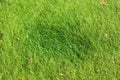Lawn grass Royalty Free Stock Photo