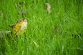 Lawn grass in autumn. Fallen yellow leaves lie on young green grass Royalty Free Stock Photo