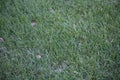 Lawn of Grass Royalty Free Stock Photo
