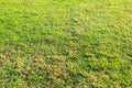 Lawn, greensward, grass, sward turf, Living, garden, outdoor, park, forest, meadow, blade, grass, frame ,art ,cut, green, decorat