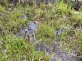 Lawn with green grass flooded with water. Mobile photo Royalty Free Stock Photo