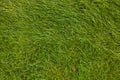 Lawn. Green grass. Royalty Free Stock Photo