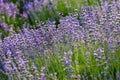 Lawn with lavender. A bee over a lavender flower. Glade with purple flowers and green grass Royalty Free Stock Photo