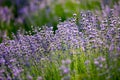 Lawn with lavender. A bee over a lavender flower. Glade with purple flowers and green grass Royalty Free Stock Photo