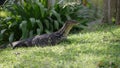 On a lawn a lizards sunbathes in the sun