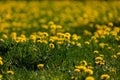 A lawn with lots of dandelions in the bright sun. Allergy to blooms and pollen Royalty Free Stock Photo