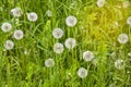 Lawn with lots of fluffy dandelions in green grass. Beautiful natural background. Royalty Free Stock Photo