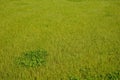 Lawn. Meadow bluegrass. Poa pratensis. Natural meadow lawn. Meadow fescue. Festuca pratensis