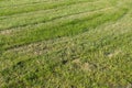 Lawn with mowed grass at summer. background, texture, nature. Royalty Free Stock Photo