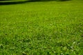 A lawn mowed by a robotic lawnmower in a public park. Texture of lush green grass