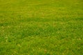 A lawn mowed by a robotic lawnmower in a public park. Texture of lush green grass