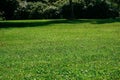 A lawn mowed by a robotic lawnmower in a public park. Texture of lush green grass