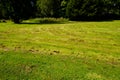 A lawn mowed by a robotic lawn mower without a grass catcher. Clumps of mown grass on the lawn