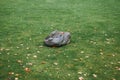 Lawn mower on background of trimmed green lawn Royalty Free Stock Photo