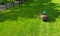 Lawn mower. Gardener cuts grass in a park lawn. Grass cutter.