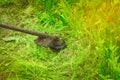 Lawn mower mows green grass in the garden, close-up Royalty Free Stock Photo