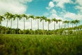 A lawn with palm trees, low angle shot taken from the ground