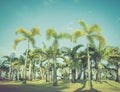 Park with palm trees against a turquoise sky. warm retro filter