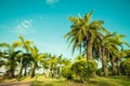 A lawn with palm trees and bushes against a turquoise sky