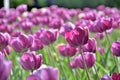 Lawn of purple tulips, close-up, on a sunny day