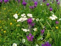 A lawn with purple, white and yellow spring wildflowers in the Balkans. Yarrow closeup in the grass. Honey and medicinal plants Royalty Free Stock Photo