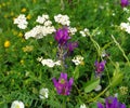 A lawn with purple, white and yellow spring wildflowers. Yarrow closeup in the grass. Honey and medicinal plants Royalty Free Stock Photo