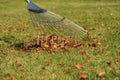 Lawn rake and autumn leaves