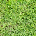 Lawn ( Real grass )