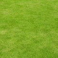 Lawn ( Real grass )