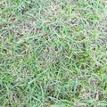 Lawn ( Real grass )