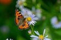 on the lawn a red butterfly on a flower of the village Royalty Free Stock Photo