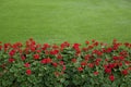 Lawn with red geraniums