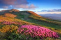 Lawn with rhododendron flowers. Mountains landscapes. The wide trail. Location Carpathian mountain, Ukraine, Europe. Spring