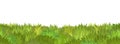 Lawn. Seamless illustration. Grass close-up. Green summer landscape. Rural pasture meadow. Cartoon style. Flat design