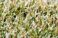 Lawn in snowflakes close-up. Spring snow on green grass