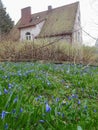 lawn with spring blue flowers and old house with a tiled roof, selective focus Royalty Free Stock Photo